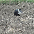 Woolly-necked Stork