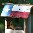 Female Northern Cardinal
