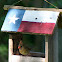 Female Northern Cardinal