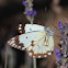 Brown-veined white