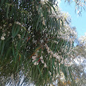 peppermint tree