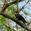 Pileated woodpecker