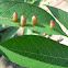 Leaf Galls