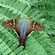 Long-tailed Skipper