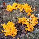 yellow stagshorn