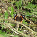 Unknown Butterfly