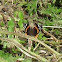 Unknown Butterfly