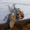 Chink spider