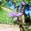 Jacaranda Tree