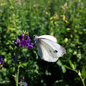 Cavolaia minore, Small White