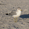 Ring-billed Gull