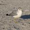 Ring-billed Gull