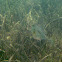 Trunkfish