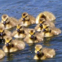 Canada Geese