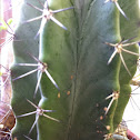 Cacti