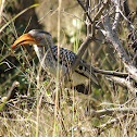 Southern Yellow-billed Hornbill