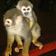 Common Squirrel Monkey