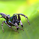 Jumping Spider
