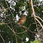 American Robin