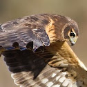 Northern Harrier