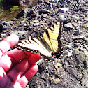Eastern Tiger Swallowtail