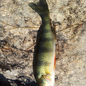 Yellow perch