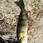 Yellow perch