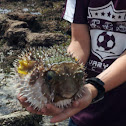 Pufferfish