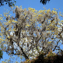 Ipê amarelo