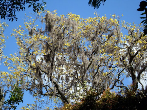 Spotting Image 1