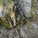 Gypsy Moth Caterpillar