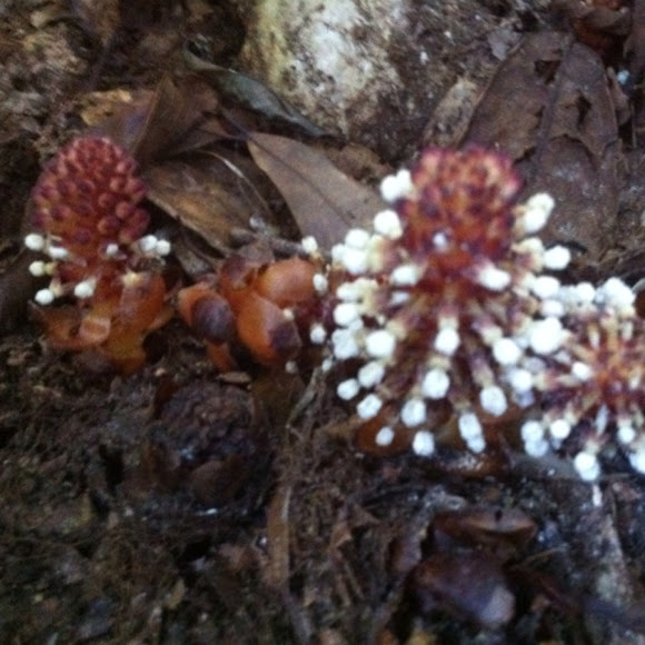 Spotting Image 1