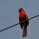 Northern Cardinal