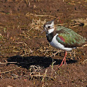 Northern Lapwing