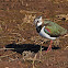 Northern Lapwing