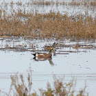 American Wigeon