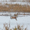 American Wigeon
