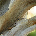 Puerto Rican crested anole