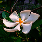 gardenia flower