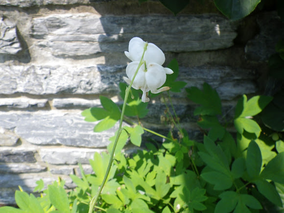 Spotting Image 1