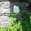 White Bleeding Heart