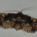 Sweetpotato Vineborer