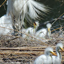 Great Egret Chicks