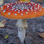 Fly Agaric/Vliegenzwam