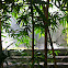 Golden bamboo