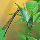 Violet Dancer damselfly (female)