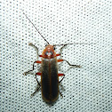 Soldier Beetle