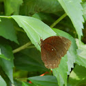 Common Palmfly