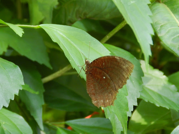 Spotting Image 1