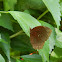Common Palmfly